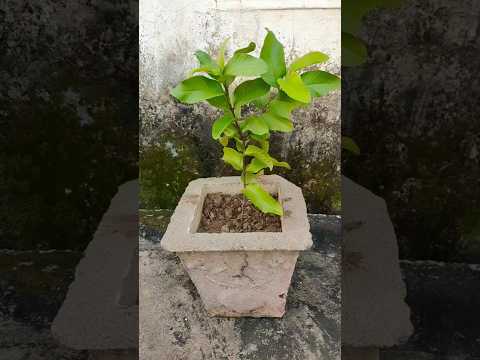 Guava plant grafting | #grafting #guava #viralshort #shorts #amarood