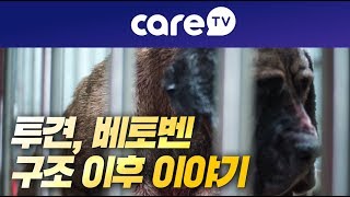 [케어TV]누군가를 죽여야만하는 존재 투견 베토벤, 그 이후 이야기