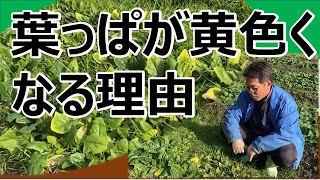 【葉物野菜】葉っぱが黄色くなる理由　ほうれん草・小松菜・春菊など