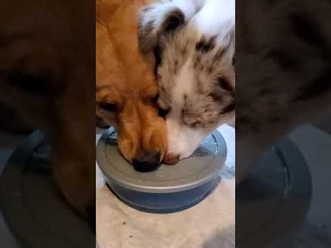 Sharing is caring  🐶 Adorable puppies together