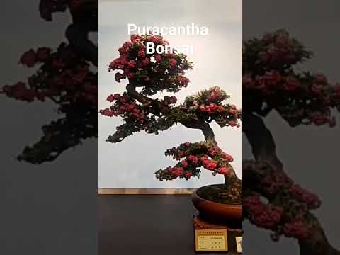 a very nice pyracantha bonsai #music #art #bonsai #bonsai #bonsaitree #cute