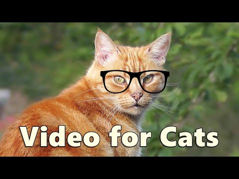 Videos for Cats to Watch ~ Forest Fun with Birds and Squirrels