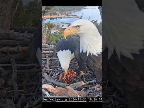 Nov 30, 2024: Shadow tries to break the pinecone