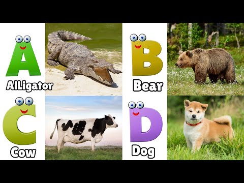 Animals ABC Song | Animals Alphabet Song | Alphabet Letters | Phonics for Kids