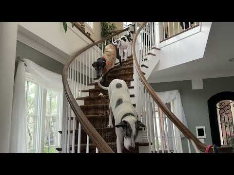 Funny Release The Hounds Great Great Dane Race Down The Stairs In Slow Motion