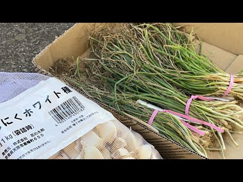 ねこのひたい畑で定植✨なかがわ野菊の里【無農薬栽培で伝統農業を楽しむ】 がライブ配信中！