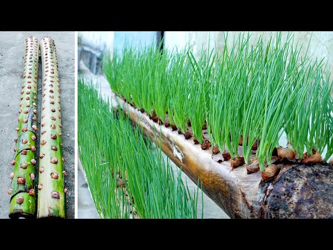 Simple Onion Planting Tips, Can Be Planted Anywhere, Surprisingly Effective