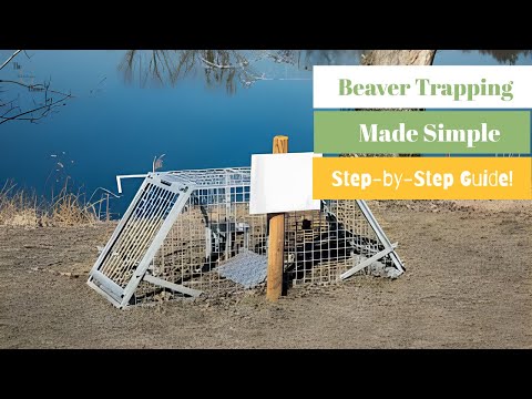 Beaver Trapping Methods: Effective Techniques for Humane Beaver Control | The Guardians Choice