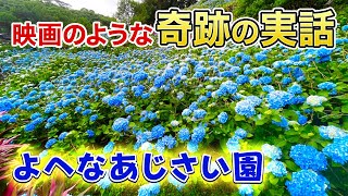 始まりはたった2株のあじさい。いつしか県内外、海外のファンも多く訪れる沖縄屈指の観光スポットへ！「よへなあじさい園」の奇跡