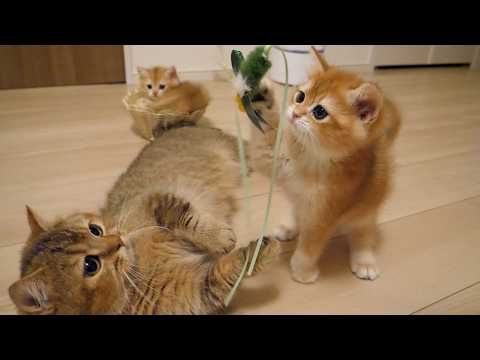 The adult cats show the kittens that they are on a different level about playing toys!