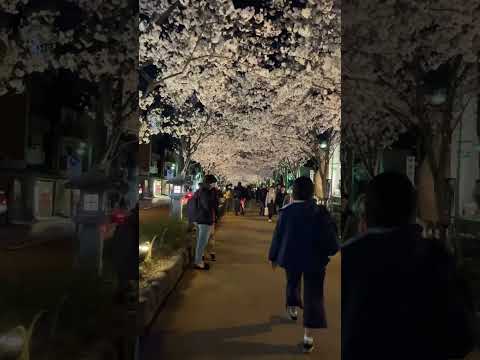 鎌倉 段葛の桜 2023年3月31日 夜