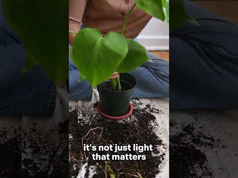 Can pothos grow in low light?