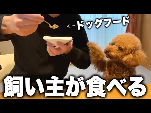 愛犬の前で飼い主がドッグフードを食べてみた。