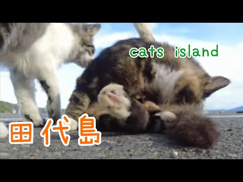 鮎川からのフェリーで行くと、まだ観光客がいないので😿はのびのび【田代島】【２０２４秋】【猫島巡り】