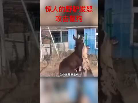 最强者害怕了，鬣狗大战野驴的后果 #動物世界 #疯狂爬宠侠 #紀錄片 #野生動物