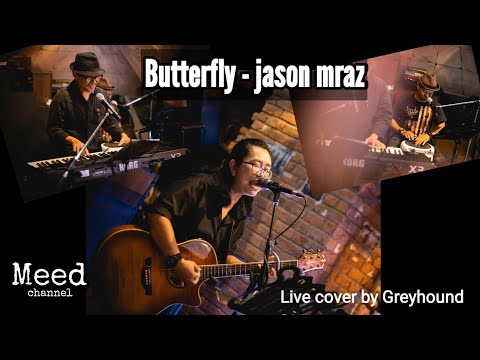 Butterfly - jason mraz [ LIVE cover by Greyhound ]