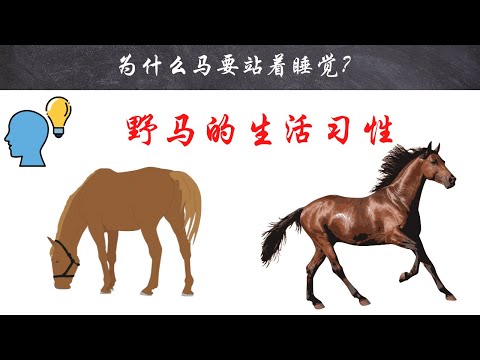 【十万个为什么】为什么马要站着睡觉？｜#短视频 #小知识 #能量灯 #为什么