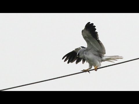 東港鎮的黑翅鳶Elanus caeruleus（2024 12 27）