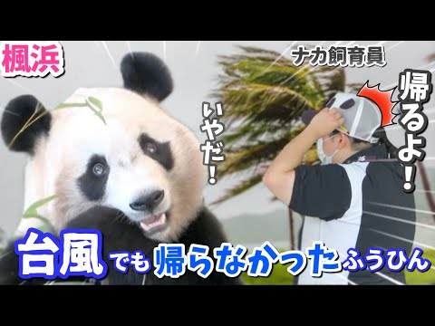 【パンダアイドル楓浜】ナカさんが呼んでも動かない🐼さすが浜家のぱんだは強い！