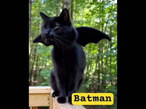 CatMan vs BatMan #catentertainment #funnycats #cat