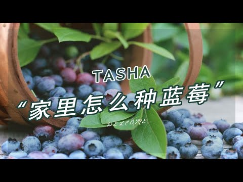 注意这3点，家里也能种蓝莓