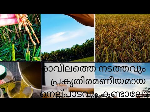 My first morning vlog in paddy field / my lifestyle 🤗