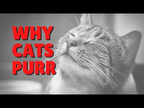 Why Do Cats Purr? | Two Crazy Cat Ladies #cat #cats #purr