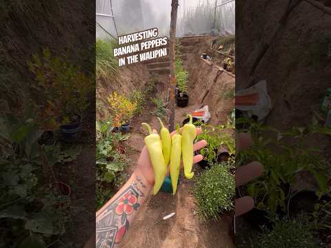 Today on the Homestead:Harvesting Banana Peppers in Underground Greenhouse |Zone 4b Garden #shorts