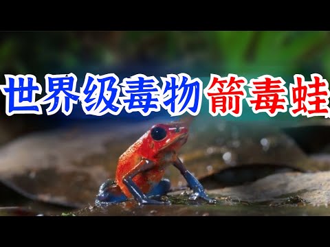 The poison of the poison dart frog only needs 0 0002 grams to poison a person.