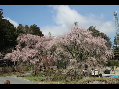 2023年 3月ソメイヨシノと枝垂れ桜 / 慕情（Love Is A Many-Splendored Thing）