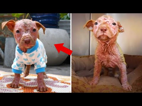 Little Burned Puppy Finds Hope and Healing with a New Friend