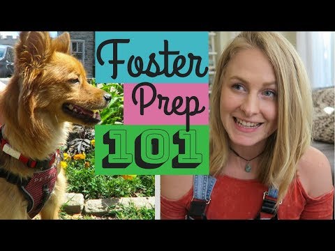 How to Prepare for a Foster Dog