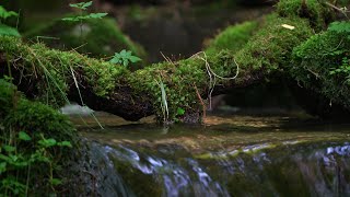 이끼 가득한 계곡의 물소리와 새소리, 영월 상동 이끼계곡 moss valley water sounds