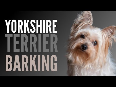 Yorkshire Terrier Barking Sounds To Make Your Dog REACT