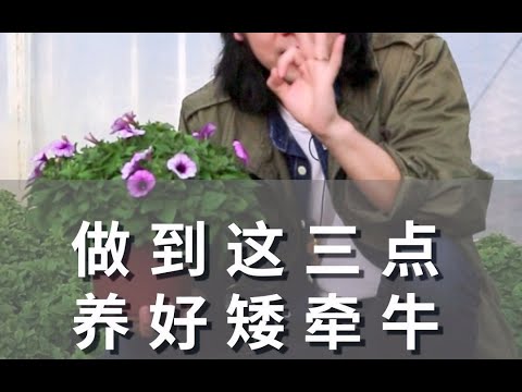 做到这三点 养好矮牵牛