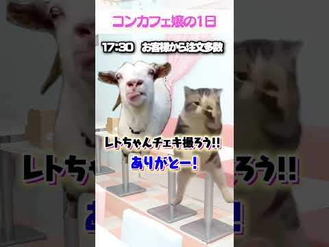 【コンカフェ嬢の1日】お客さんから貰った「やばいプレゼント」 #メイドカフェ #猫ミーム #shorts #再現