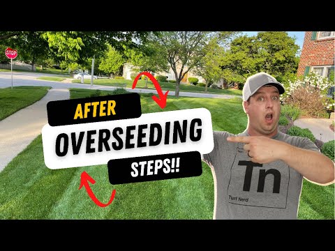 Follow THESE steps AFTER overseeding your lawn!