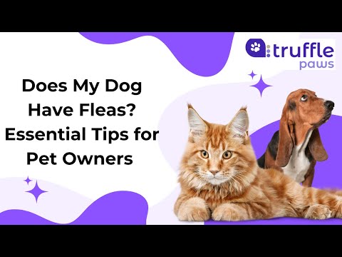 Does My Dog Have Fleas? Essential Tips for Pet Owners