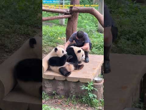 奶妈上前帮渝爱拍了拍奶嗝 The wet nurse stepped forward and patted Yu Ai's milk burps. #panda #cute #giantpanda