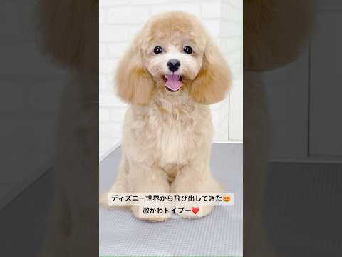 かわいすぎる❤️トイプードルのトリミングに密着！　#shorts #fyp #poodle #puppy #dog #grooming #foryou #トイプードル #トイプー #いぬ #犬好き