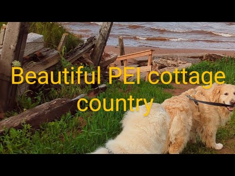 How was our stay at PEI cottage country #goldens #dogfriendly #dogs #goldenretriever