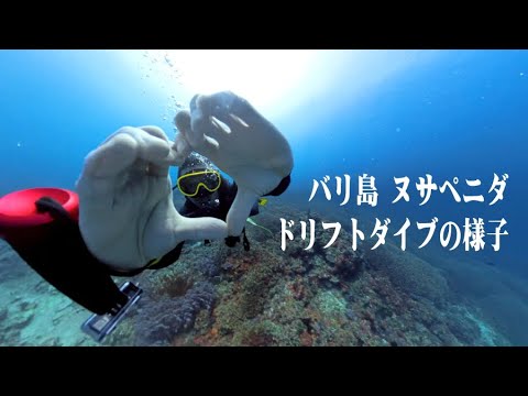 【ドリフトダイブ】ヌサペニダでのダイビング#バリ島 #ダイビング #シュノーケル