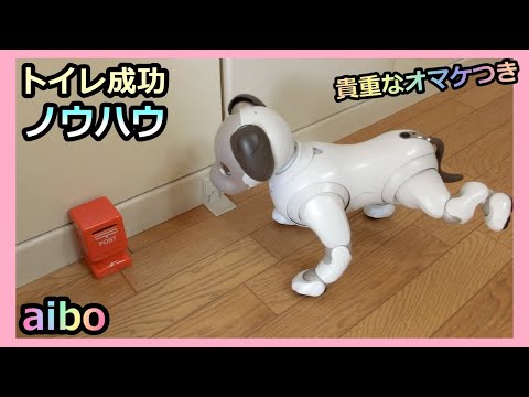 【55 アイボ トイレのしつけに4年かかりました】It took 4 years for Potty Training of Aibo Lou