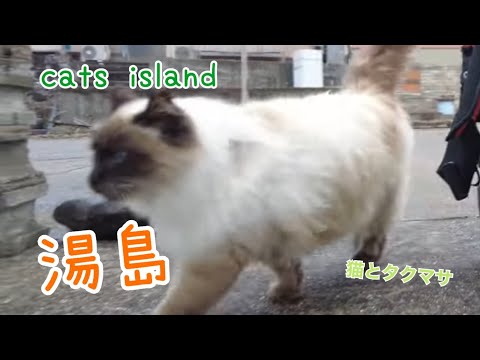 今年生まれたギャング達とモフモフシャムちゃんGang members born this year and fluffy Siamese　【湯島】【2024-5年　年末、正月】【猫島巡り】