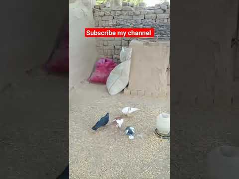 #beautiful #pigeon #kabootar #comedyvideos #homingpigeons #funnyshorts #sadstatus #pigeonlove#shorts