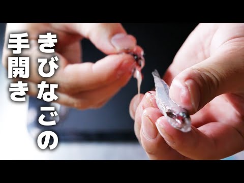 プロが教えるキビナゴのさばき方（手開き）と刺身の作り方