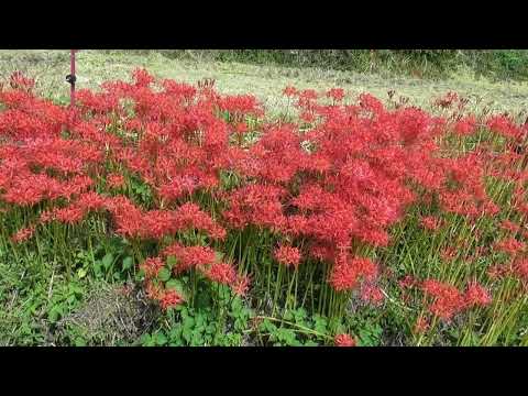 佐賀江里山の彼岸花  利和6年9月30日