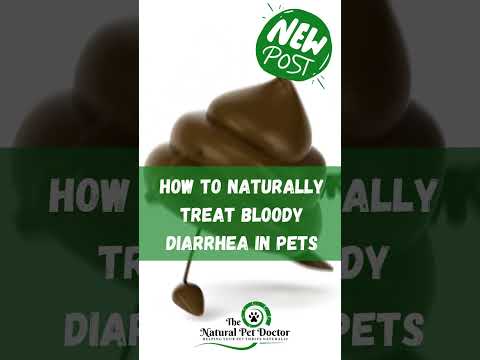 Natural Remedies for Bloody Diarrhea in Pets