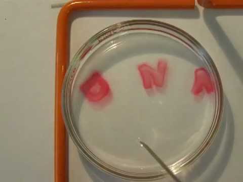 DNA hydrogel remembers its first shape