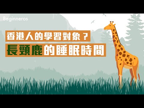 【冷知識】香港人的學習對象？長頸鹿的睡眠時間｜Beginneros